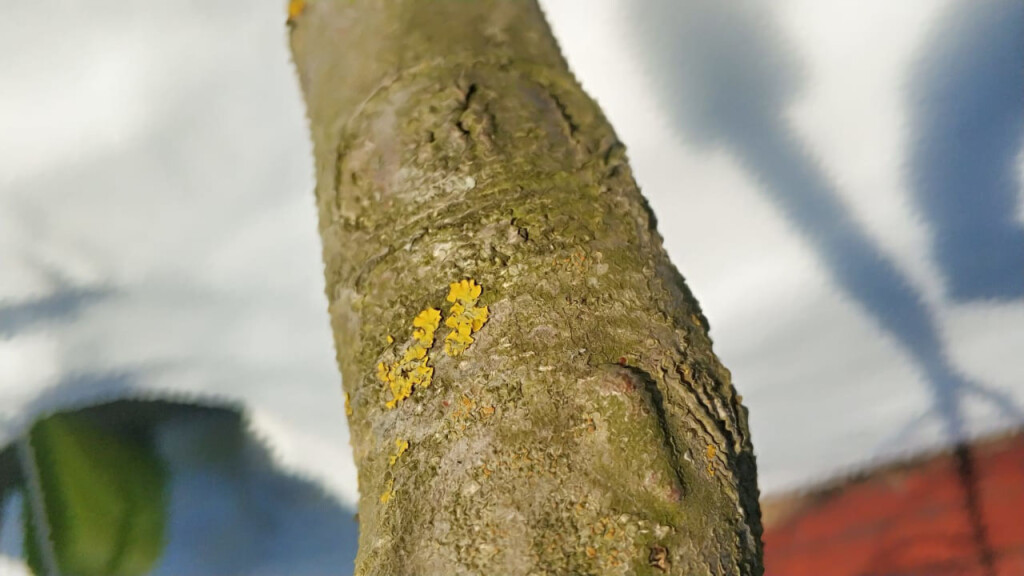 Какие насекомы вредители болезни часто встречаются у плодовых деревьев в Московской области?