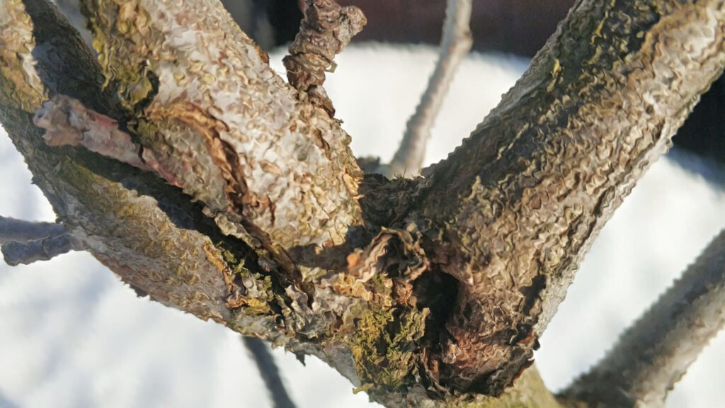 Какие насекомы вредители болезни часто встречаются у плодовых деревьев в Московской области?